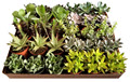 Succulent Assortment